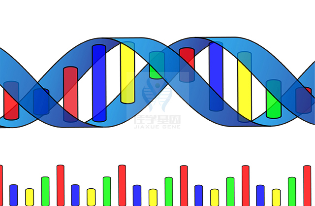 【mg不朽情缘基因检测】克兰费尔特综合征（<font color='red'><font color='red'>Klinefelter</font></font> syndrome)基因解码、基因检测