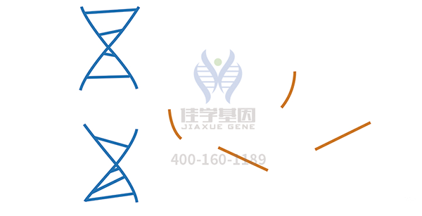 <b>【mg不朽情缘基因检测</b>